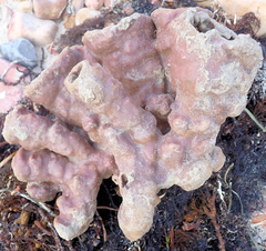 Callyspongia
