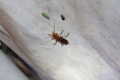 Livid Soldier Beetle photo 3