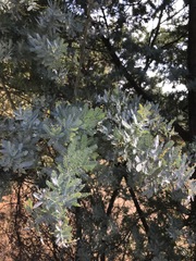 Acacia baileyana