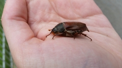 Melolontha melolontha