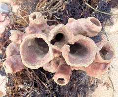 Callyspongia