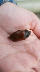 Melolontha melolontha