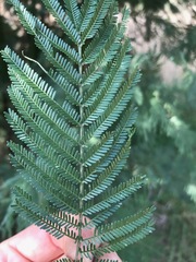 Acacia decurrens