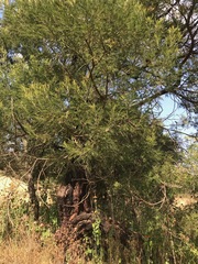 Acacia mearnsii