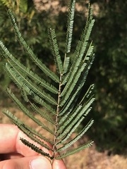 Acacia mearnsii