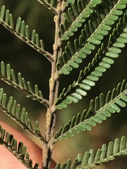Acacia mearnsii