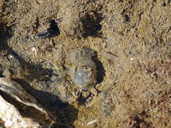 Papawera zelandiae