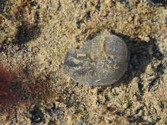 Papawera zelandiae