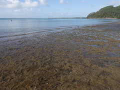 Papawera zelandiae