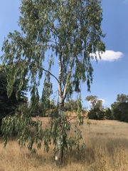 Eucalyptus camaldulensis