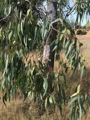 Eucalyptus camaldulensis
