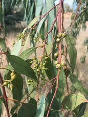 Eucalyptus camaldulensis