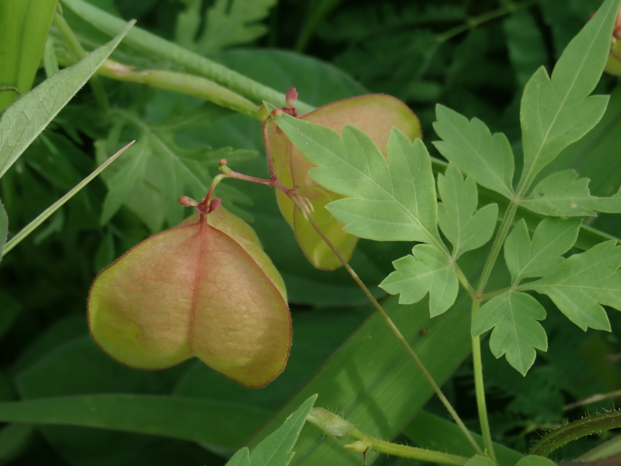 Lesser Balloon Vine Cardiospermum Halicacabum Inaturalist Canada