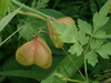 Lesser Balloon Vine - Photo (c) Kuan-Chieh (Chuck) Hung, some rights reserved (CC BY-NC-SA), uploaded by Kuan-Chieh (Chuck) Hung