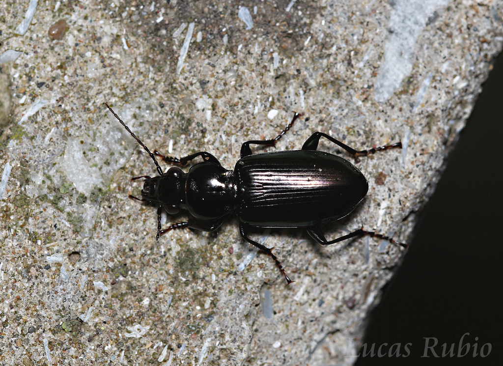 Pachymorphus chalceus