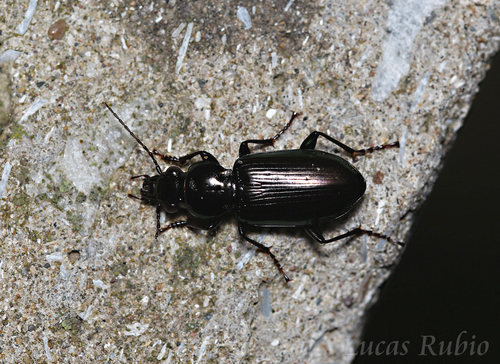 Pachymorphus chalceus