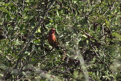 Lagonosticta rhodopareia