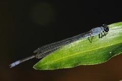 Pseudagrion salisburyense