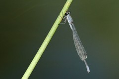 Pseudagrion salisburyense
