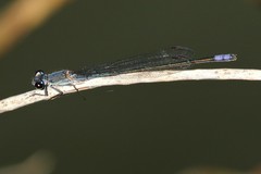 Pseudagrion salisburyense