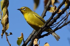 Zosterops virens virens