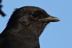 Melaenornis pammelaina ater