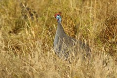 Numida meleagris mitratus