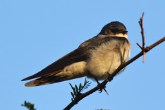 Hirundo dimidiata