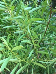 Acacia longifolia