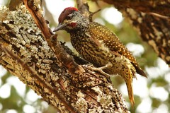 Campethera abingoni abingoni