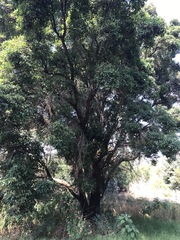 Corymbia calophylla