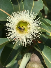 Corymbia calophylla