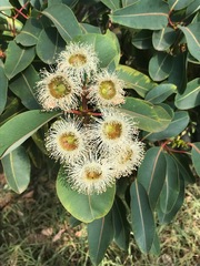 Corymbia calophylla