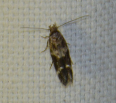 Mompha sturnipennella