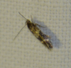 Mompha sturnipennella