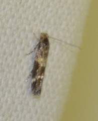 Mompha sturnipennella
