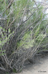 Baccharis sarothroides