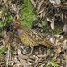 Chinese Bamboo-Partridge - Photo (c) ken, some rights reserved (CC BY-NC-ND)