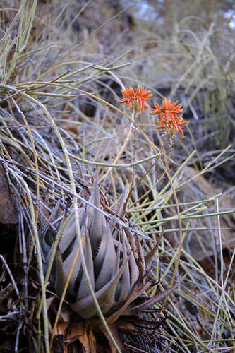 Aloe hereroensis image