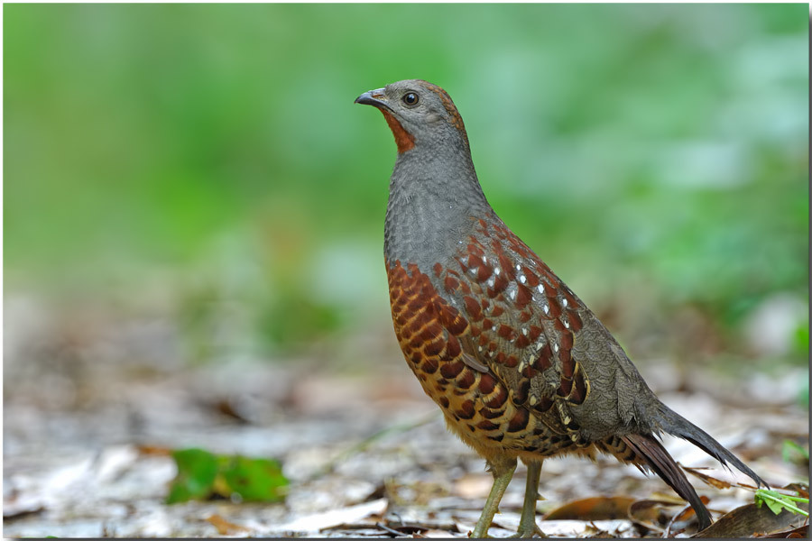 Taiwan Bamboo-Partridge (Bambusicola sonorivox) · iNaturalist