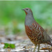 Taiwan Bamboo-Partridge - Photo (c) richard2formosa, some rights reserved (CC BY-NC-ND)
