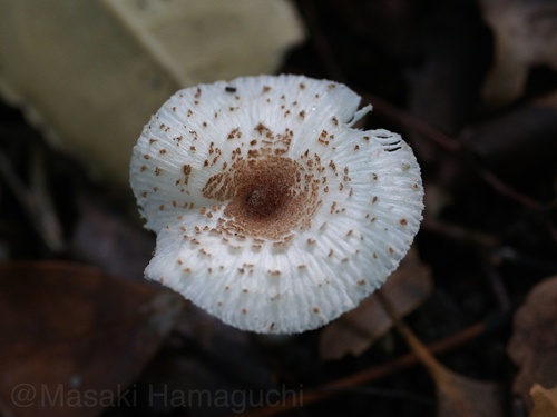 Agaricineae