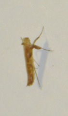 Caloptilia stigmatella