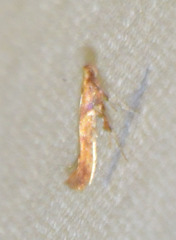 Caloptilia stigmatella