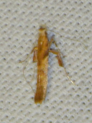 Caloptilia stigmatella