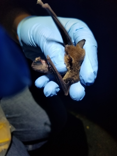 Gray Bat (Myotis grisescens), a species recorded in Arkansas