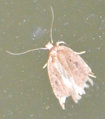 Agonopterix heracliana