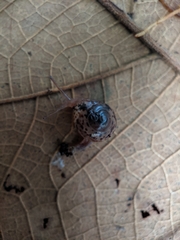Kororia palaensis