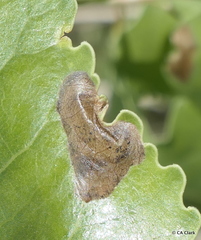 Fenusella