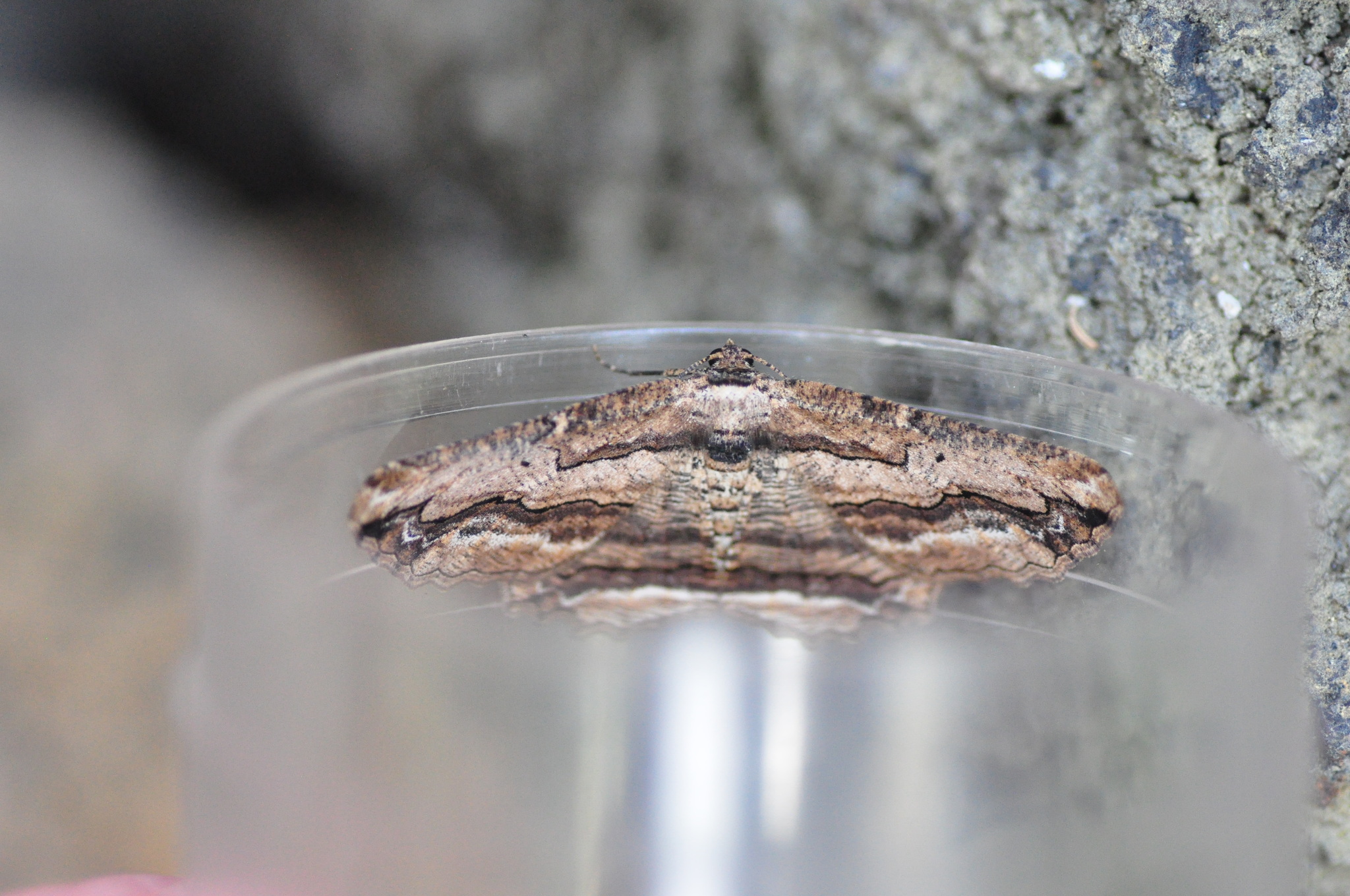 Menophra abruptaria